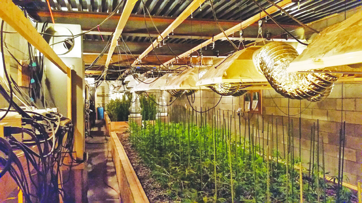Deputies raid marijuana grow operation