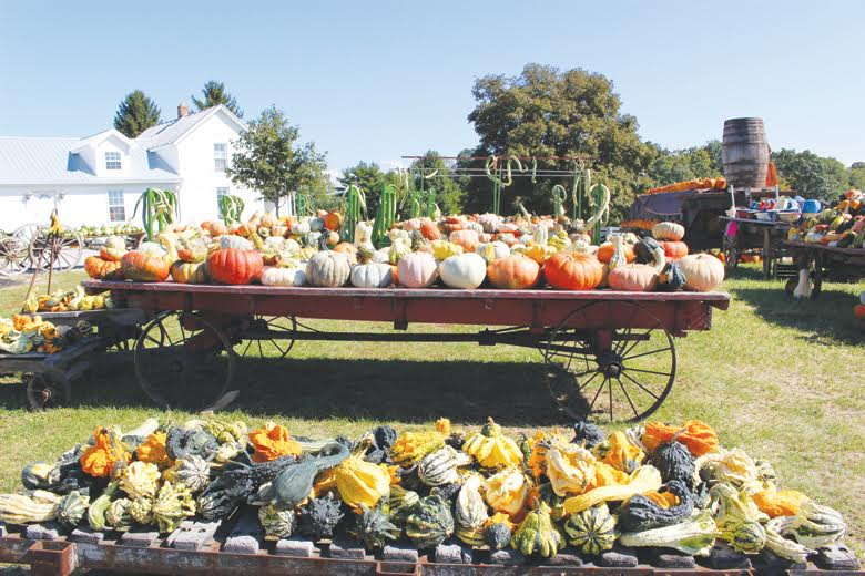 Pumpkins and gourds of all sizes are just one of the many attractions coming to this weekend’s Wheat Ridge Olde Thyme Herb Fair and Harvest Festival.